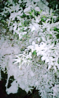 �ς����Ă܂�