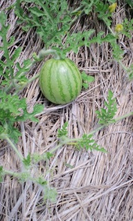 �����˂��`