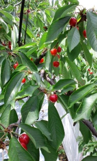 �������ڎ��